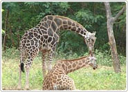 Anna Zoological Park Chennai